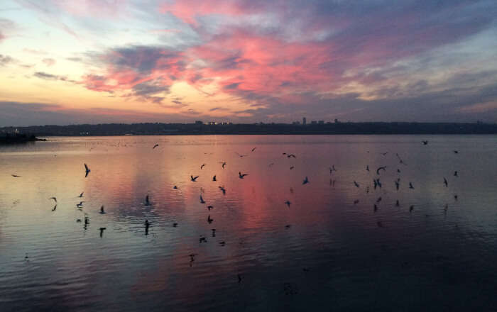 Birds flying over the lake