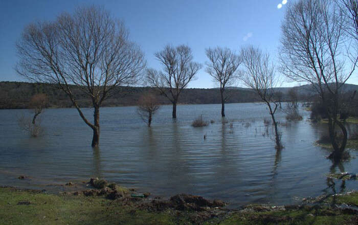 large trees inside the lake