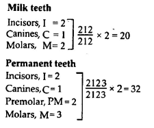 The dental formula of man is - Tardigrade