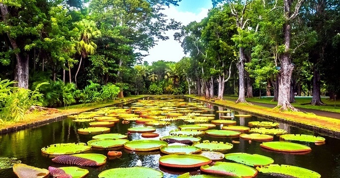 Botanical Garden Mauritius OG