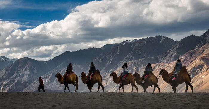 Camel ride in Nubra valley1