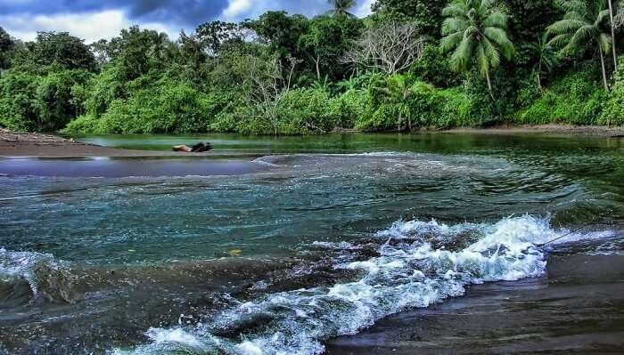 Explore The Lush Green Environment Of Costa Rica e1563612962818