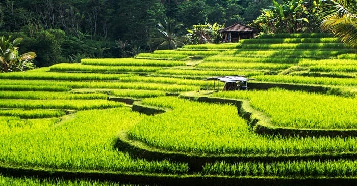 Jatiluwih Green Land