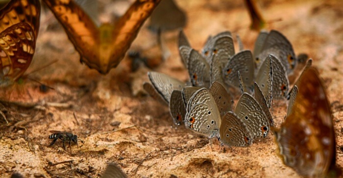 Kaeng Krachan National Park4