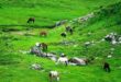 Khaptad National Park2