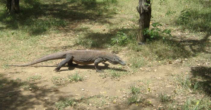 Komodo National Park1