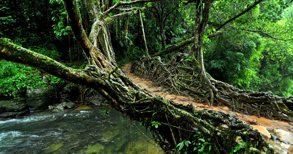 Living root bridge 7