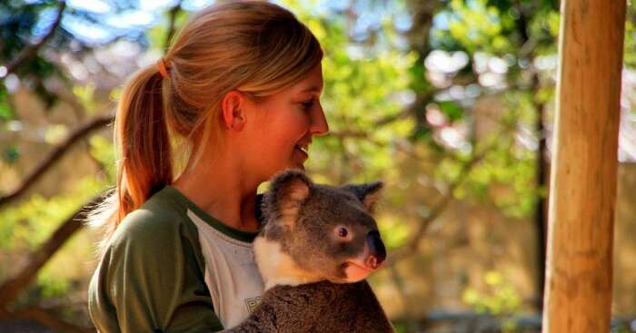 Lone Pine Koala Sanctuary og img