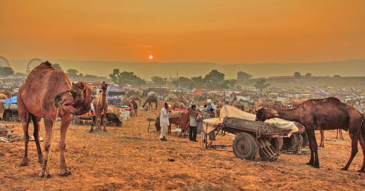 Pushkar Camel Fair