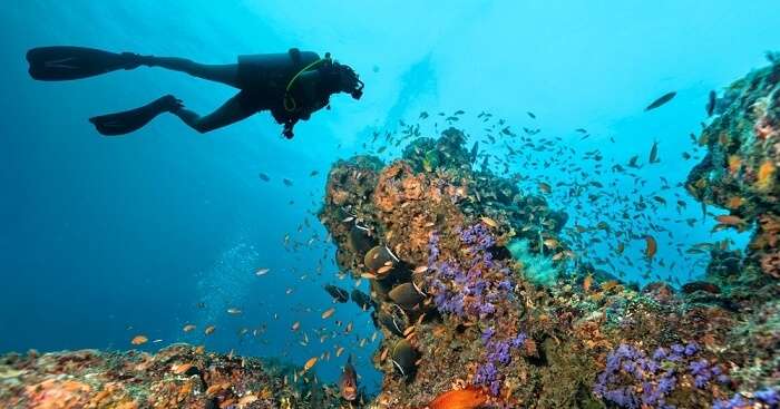 Scuba Diving In Tokyo OG