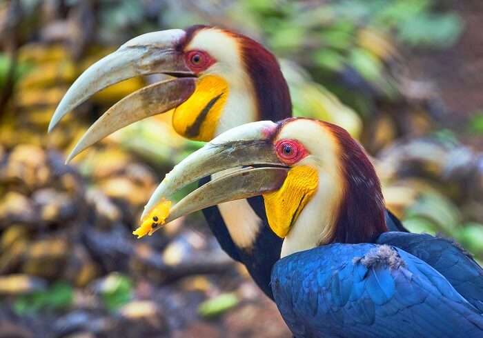 assam national parks cover picture wreathed hornbill1