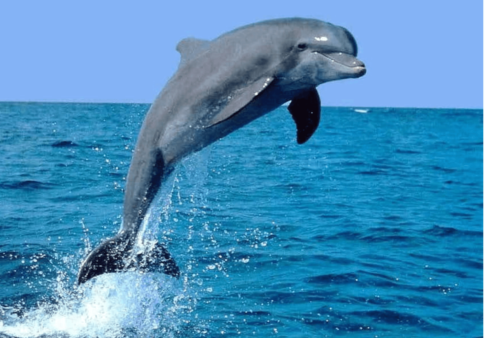 National Aquatic Animal of India