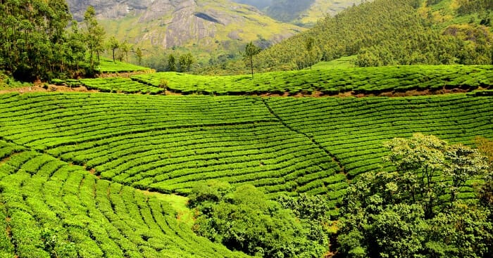 fb image tea plant