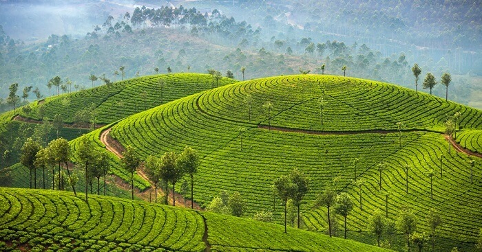 green india