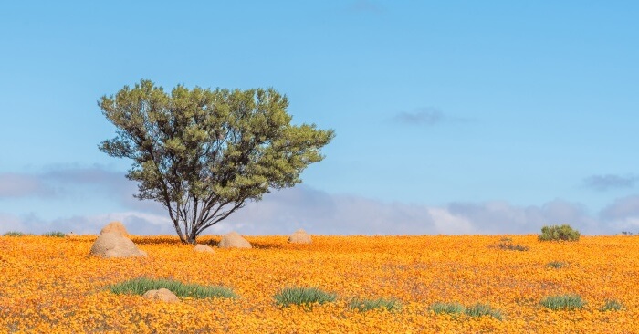 namaqua national park1