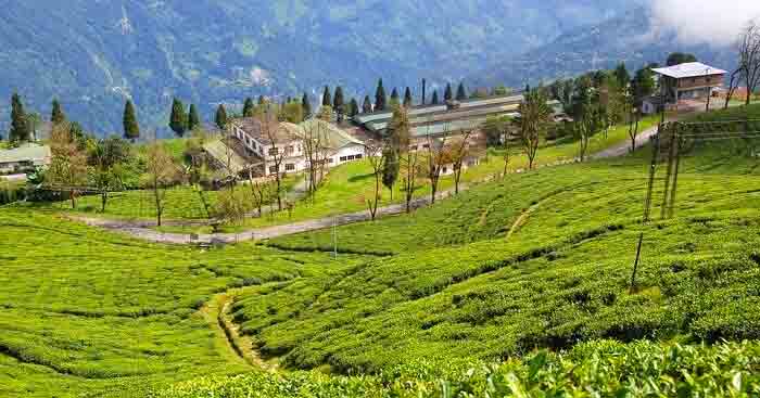 new forest trail in darjeeling