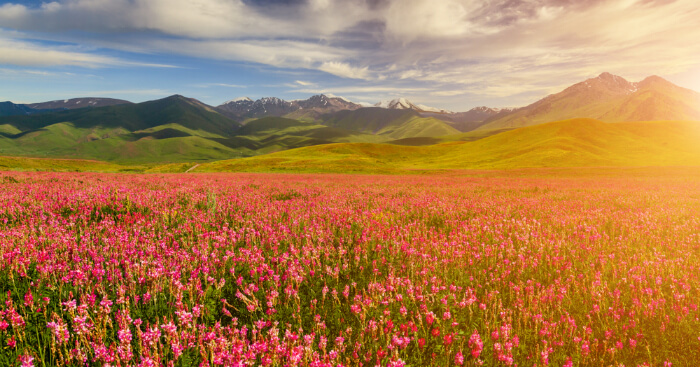 og for valley of flowers