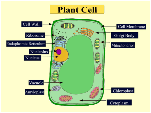 Difference Between Plant Cell and Animal Cell