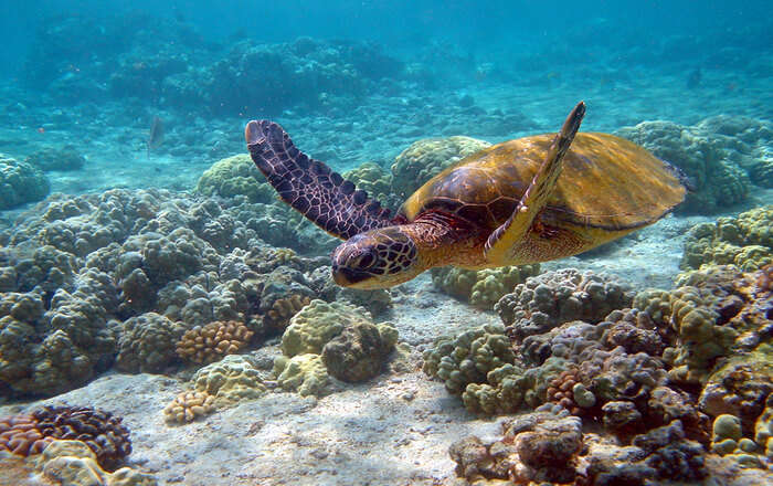 Flora And Fauna under water