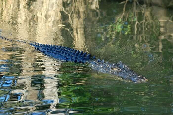 crocodile in kakadu park