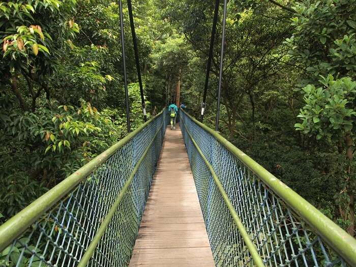   Amazing macritchie park