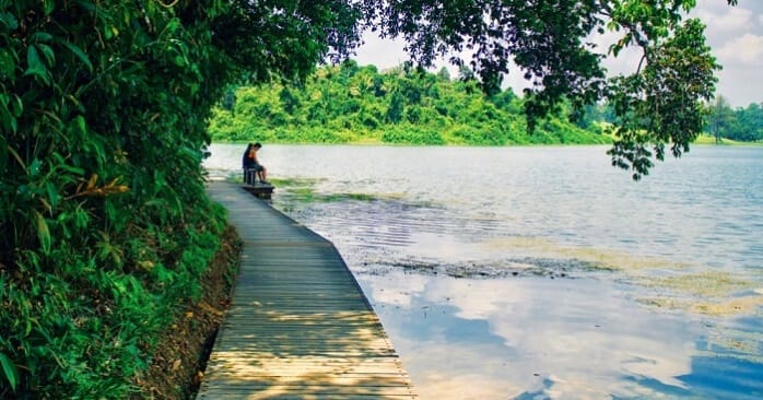 This MacRitchie Reservoir Park Guide Will Ensure That You Have An Incredible Time Amidst Nature