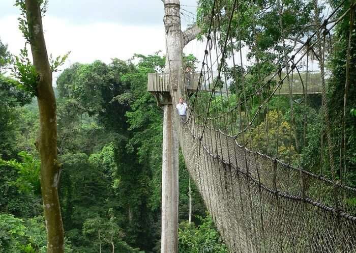 Enjoying treetop walking