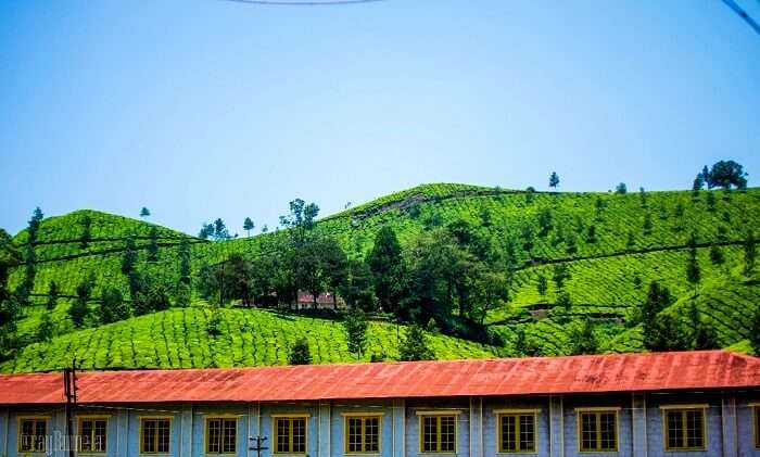 Munnar Tea Factory