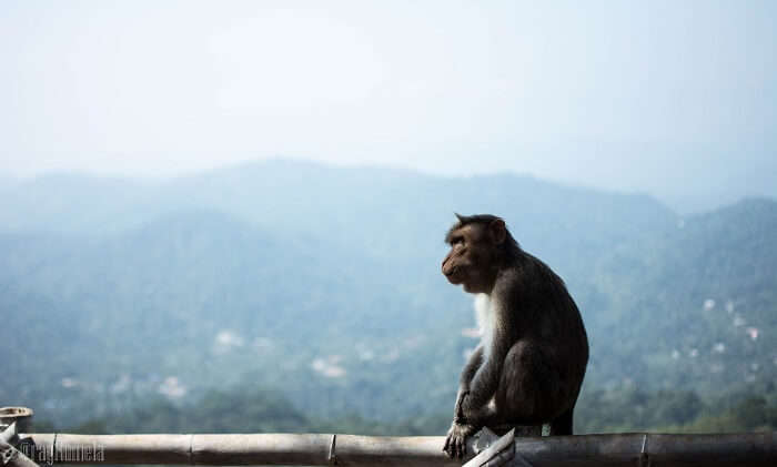 monkey in Thekkady, Kerala
