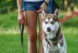 Best Dog Breeds for Active Lifestyles