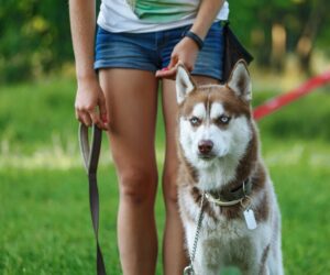 Best Dog Breeds for Active Lifestyles