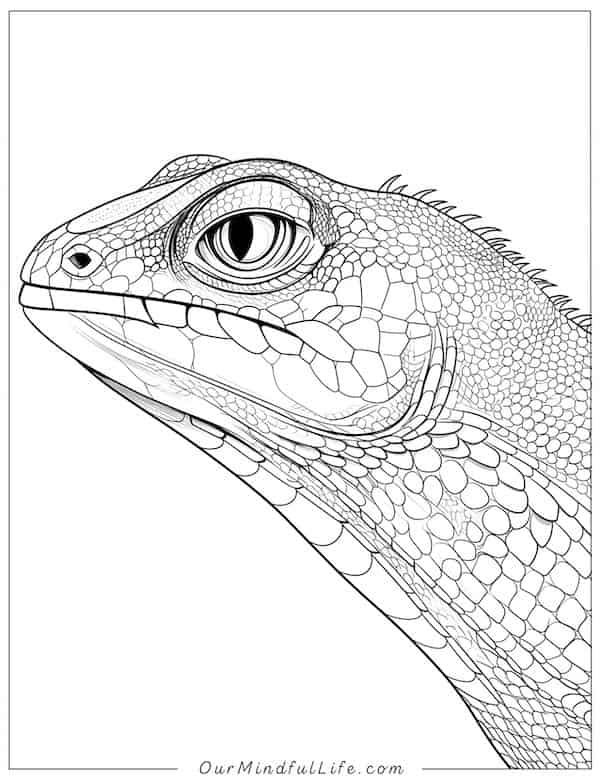 Intricate lizard coloring page