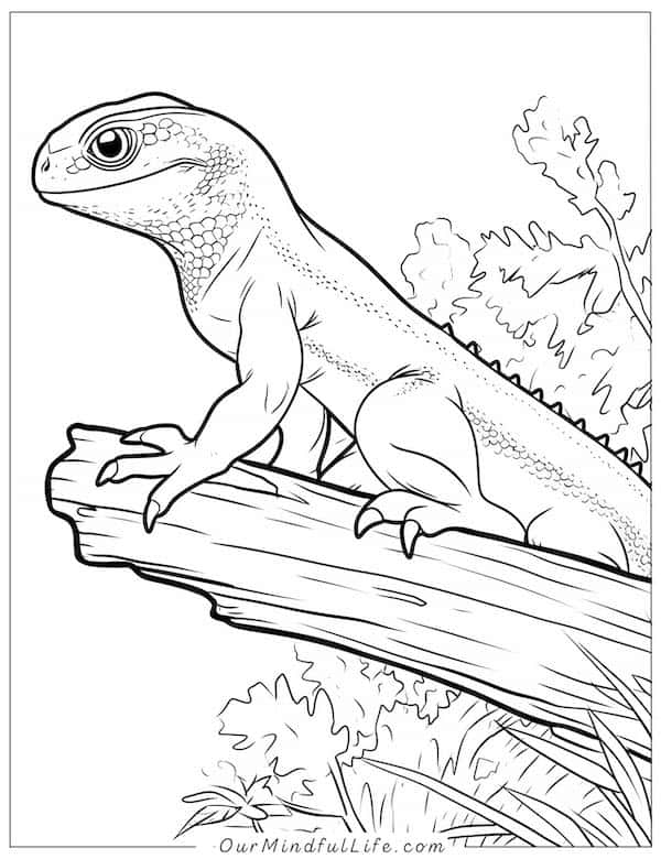 Lizard on a branch coloring page