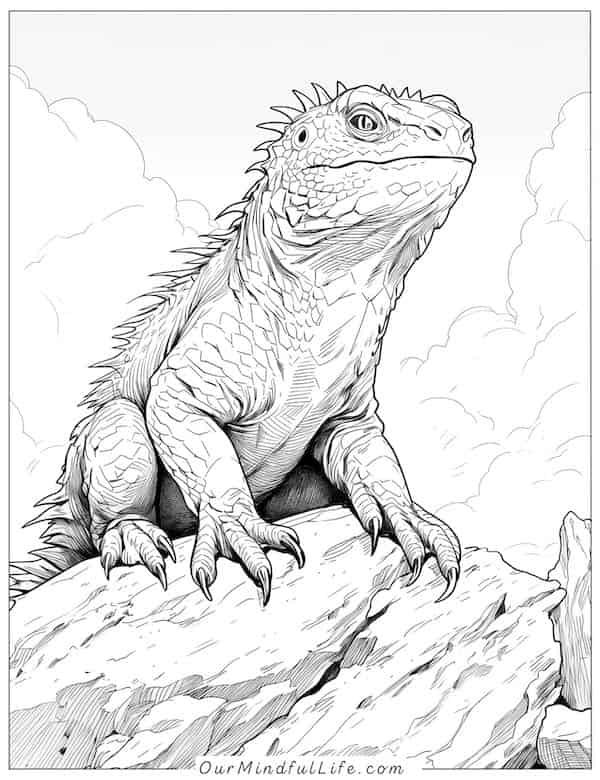 Lizard on the rock coloring page