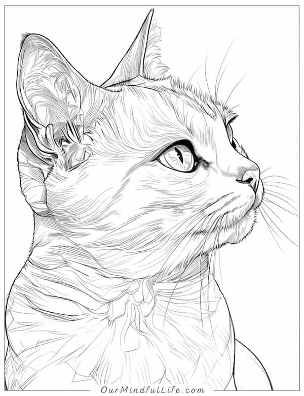 Realistic cat coloring page