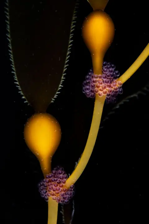 Sage Ono Tube-snout fish eggs glimmer among golden kelp