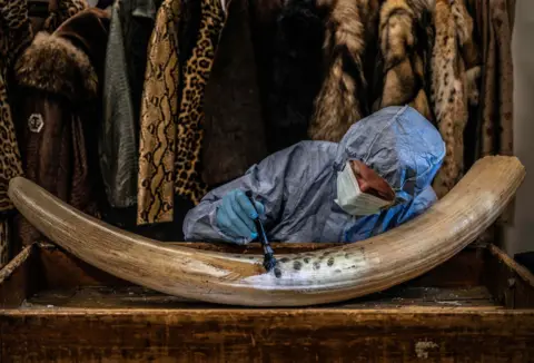 Britta Jaschinski a crime scene investigator dusts a confiscated tusk 