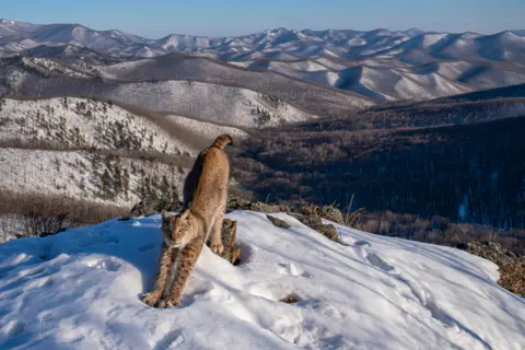 Igor Metelskiy Lynx stretching in snow