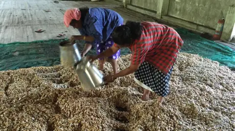 Cocoa India Two women pour beans out of buckets into a pile ready for fermentation, at a barn in India.