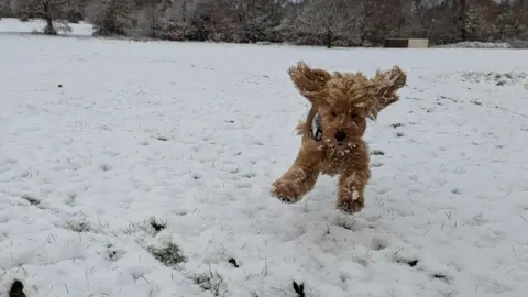 Laura Sabourn Laura Sabourn's puppy enjoying the snow in Leeds on Tuesday