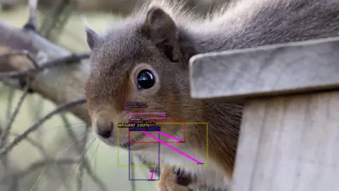 Genysys Engine A red squirrel with its whiskers highlighted in boxes by an AI system