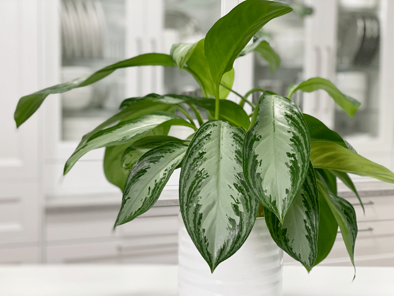 A vibrant Chinese Evergreen plant in a white ceramic pot, featuring lush green and silver variegated leaves, placed in a bright modern kitchen.