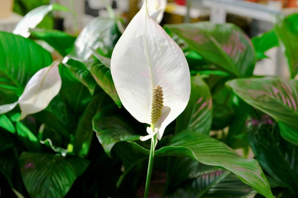 Image of Peace Lily (Spathiphyllum)